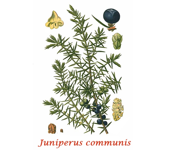 Botany Juniper berries