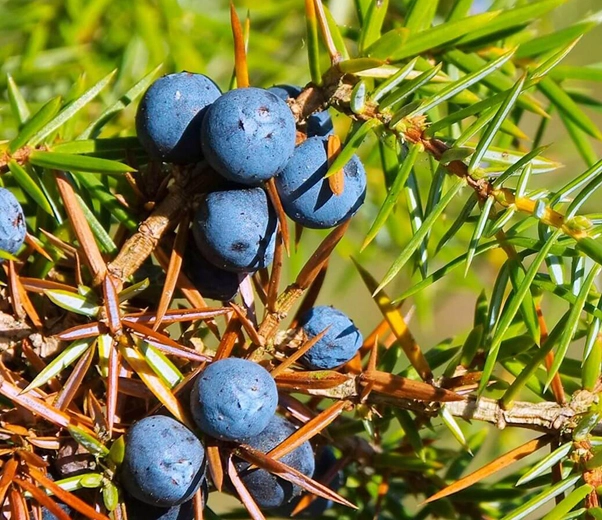 Juniper berries