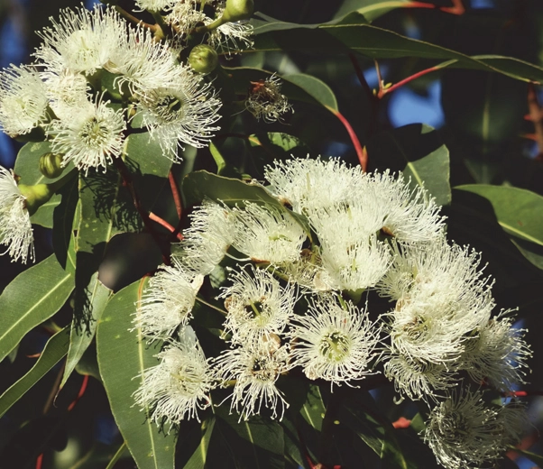 Citrine gum flowers