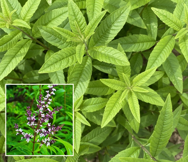 Verbena plant