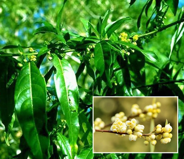 Litsea cubeba plant