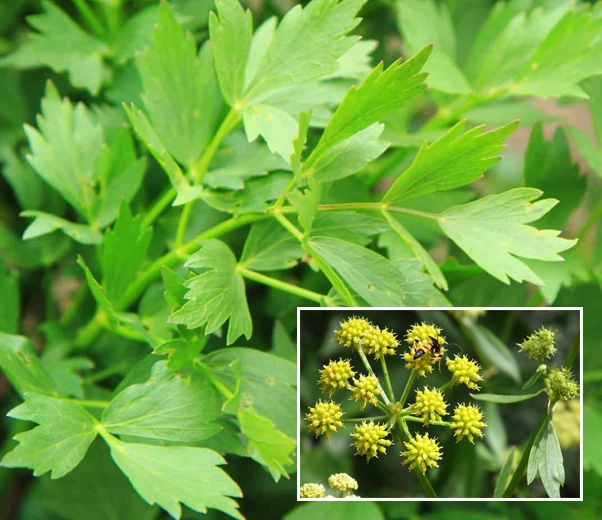 Lovage plant