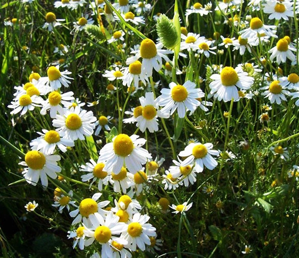 Matricaria chamomile flowers