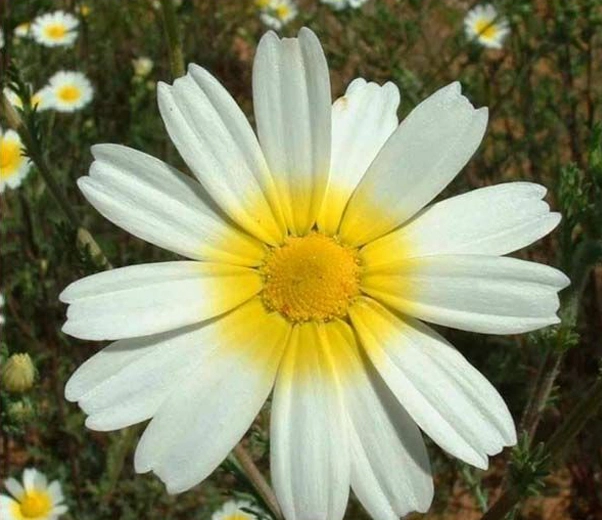 Moroccan chamomile flower