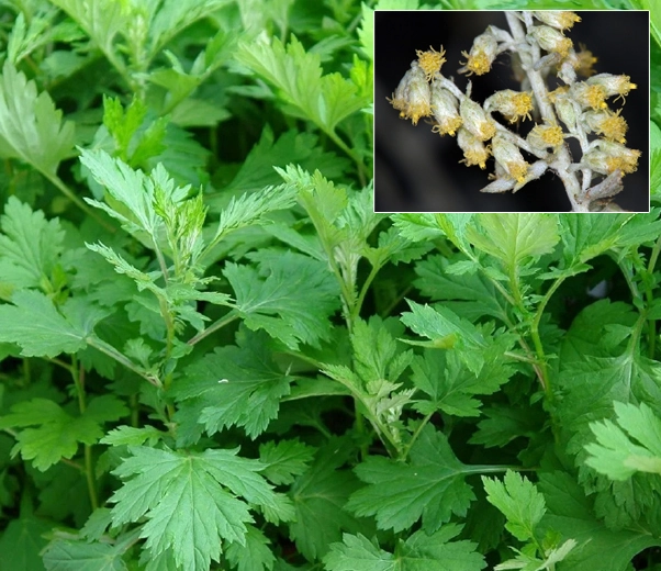 Artemisia plant