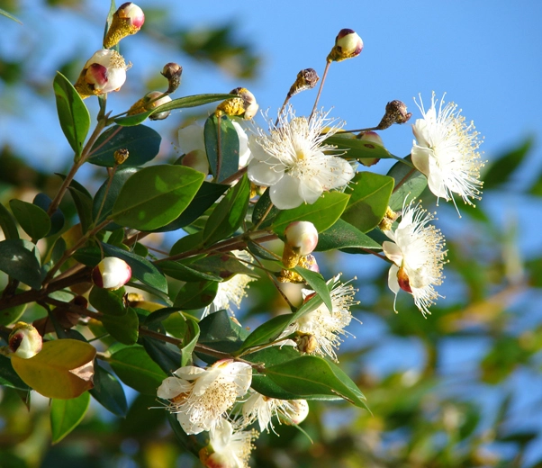 Myrtle in bloom