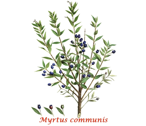 Myrtle Botany