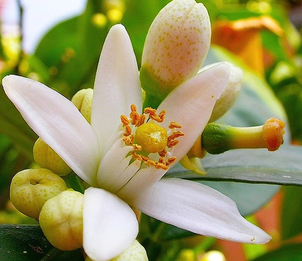 Orange blossom