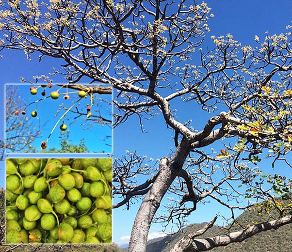 Palo Santo plant and fruits