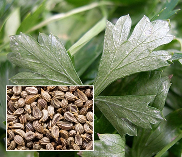 Parsley leaves and seeds