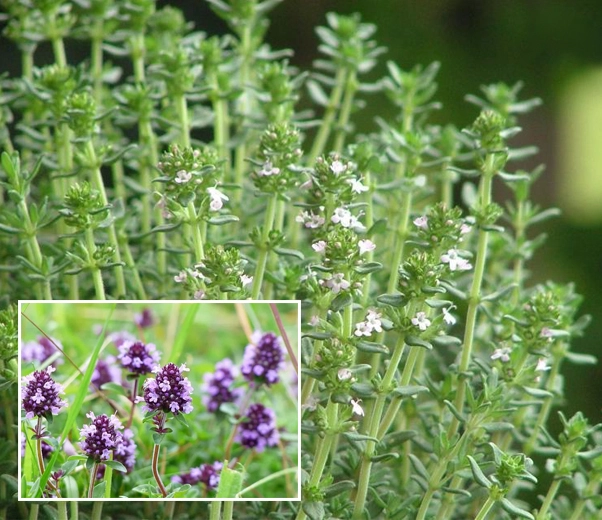 Red thyme flowers and plant