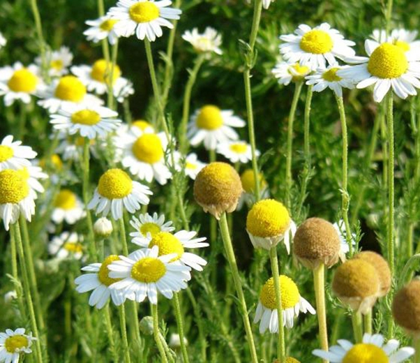 Roman chamomile flowers