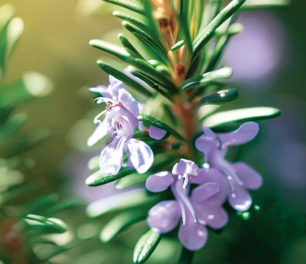 Rosemary branch