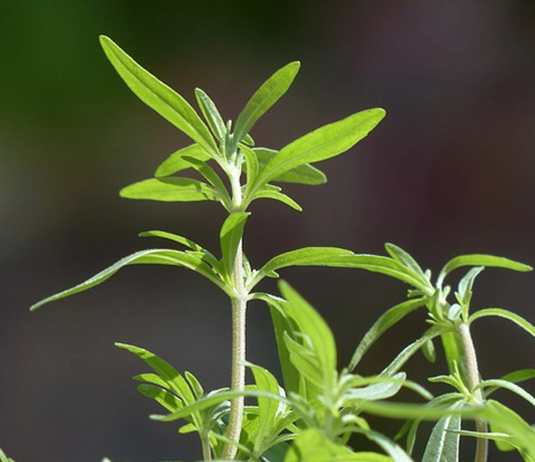Savory plant
