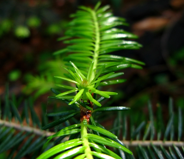 Silver fir needles