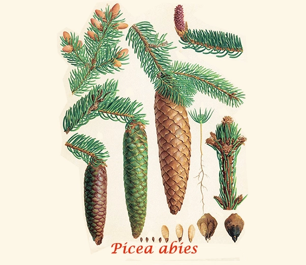 Spruce Botany