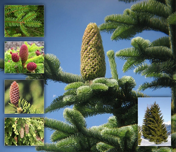 Norway spruce cones
