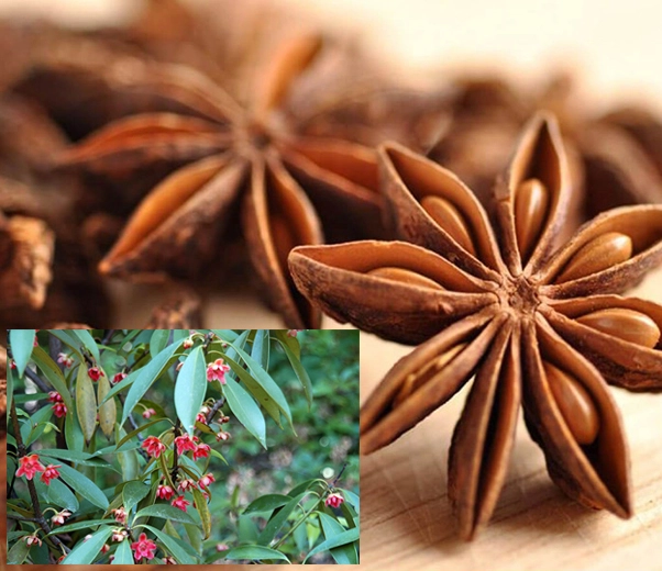 Star anise fruit