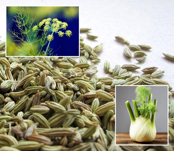 Fennel seeds