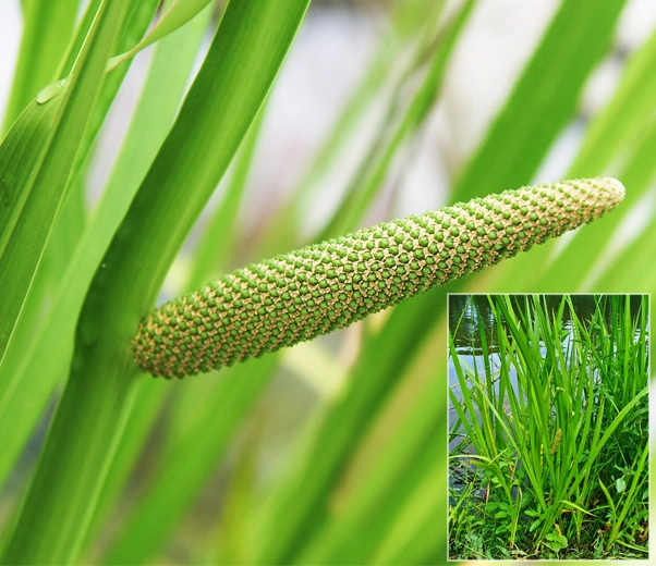 Aromatic calamus plant