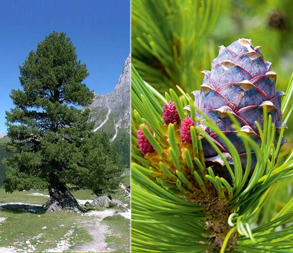 Swiss pine tree and cones
