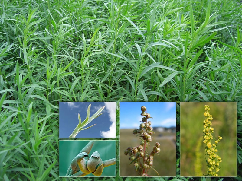 Tarragon plant