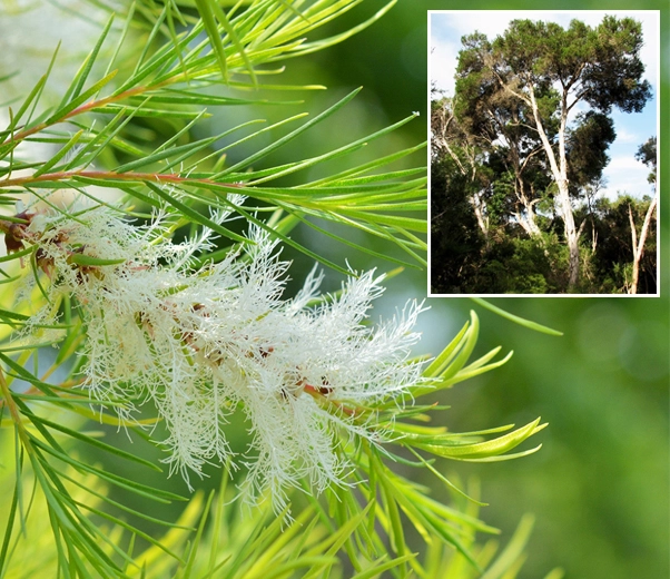 Tea tree inflorescence