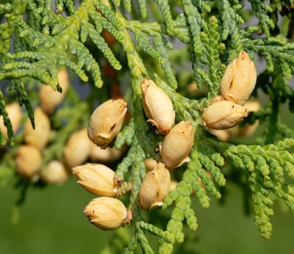 Thuja fruits