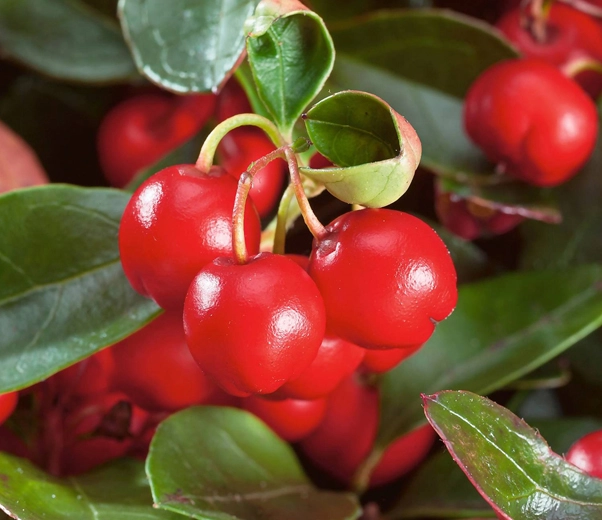 Wintergreen berries
