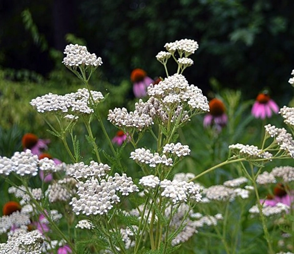 Yarrow in bloom