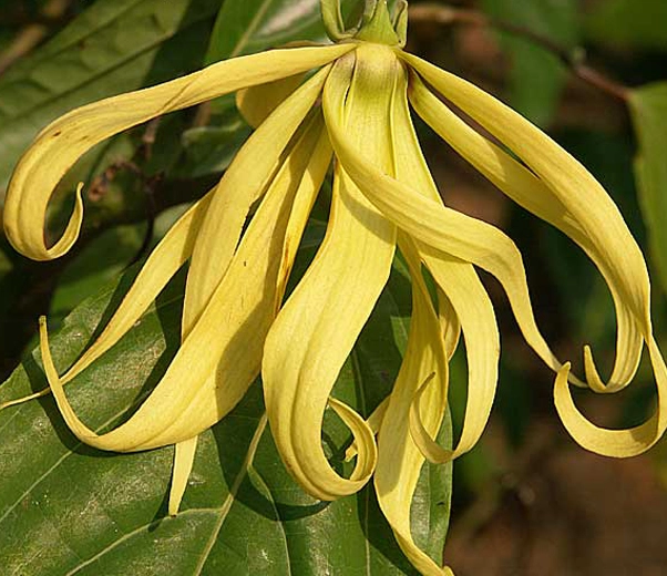 Ylang-ylang flower