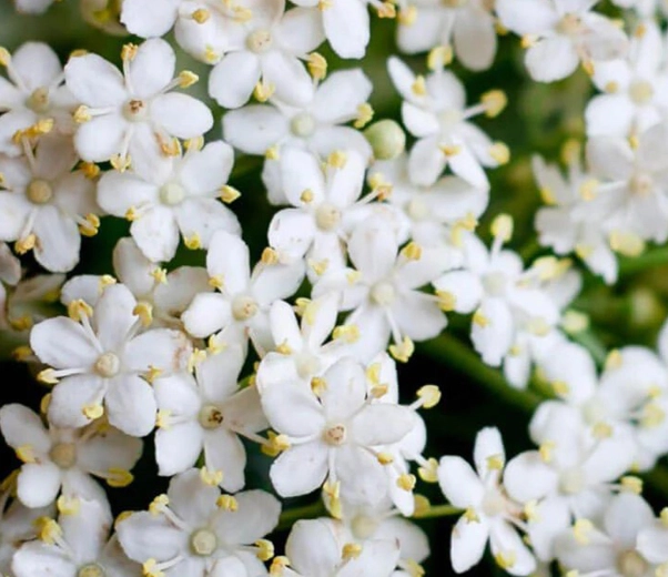 Elderberry flowering