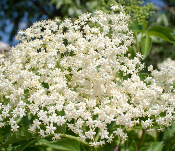 Elderberry in bloom