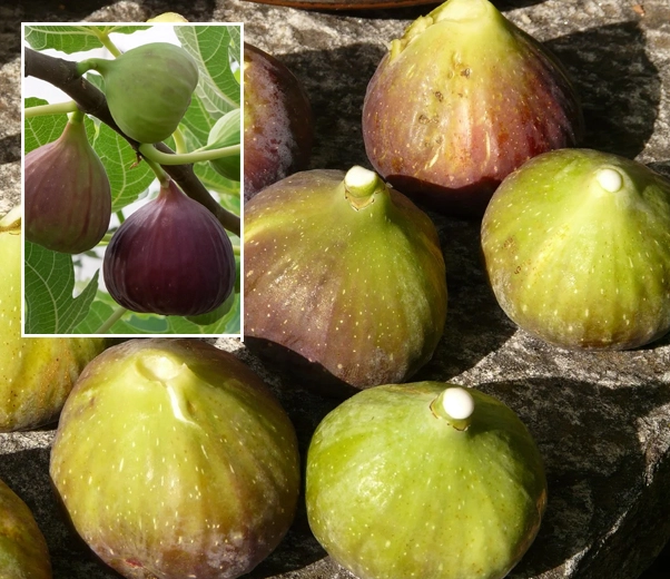 Freshly picked figs