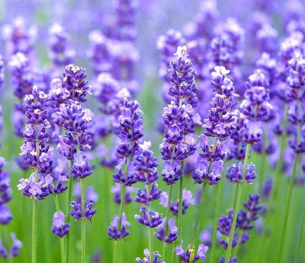 Lavender in bloom