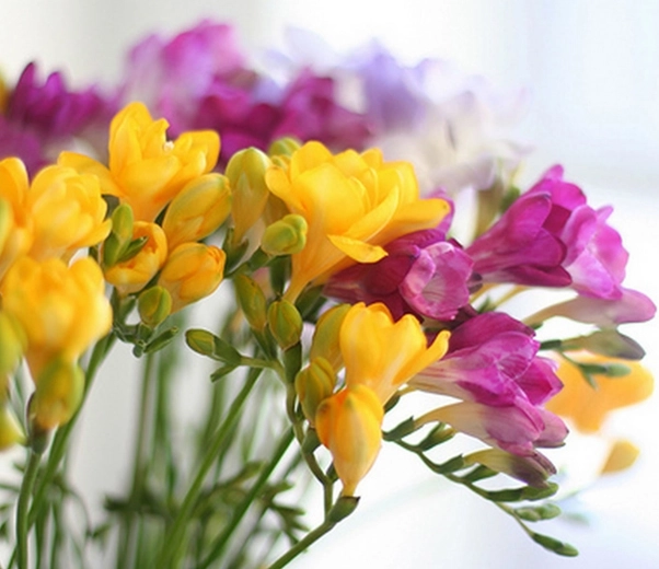 Freesia Flower