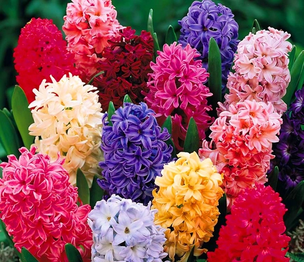 Hyacinth flower