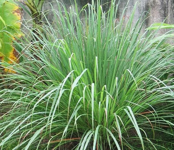 Lemongrass plant