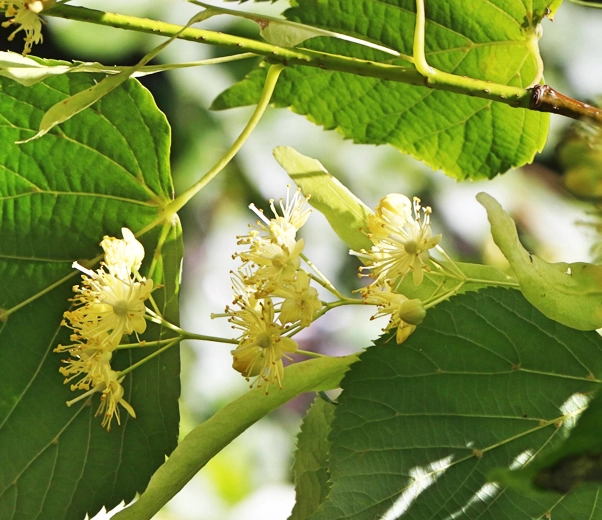 Linden flowers