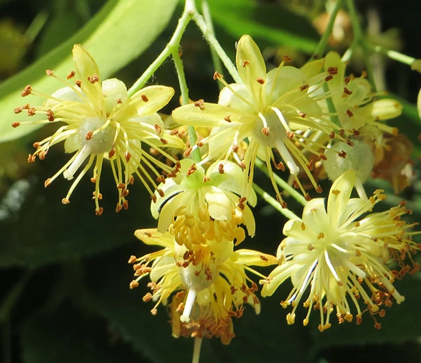 Linden tree in bloom