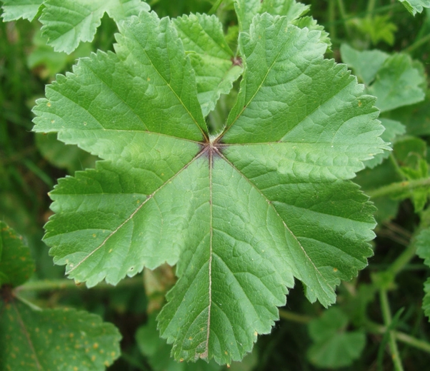 Mallow leaf