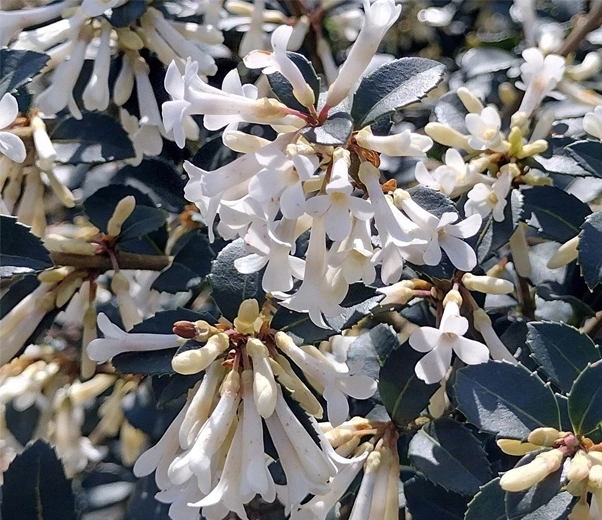 Osmanthus flowers