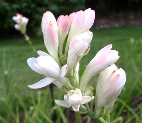 Tuberose Flowers