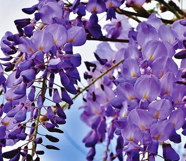 Wisteria in bloom