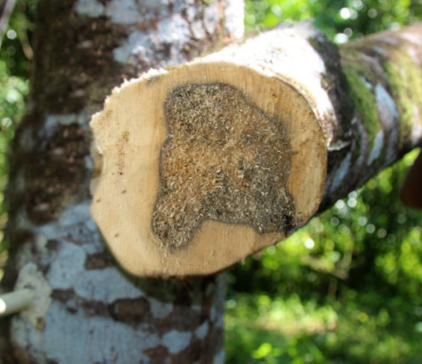 Agarwood Trunk