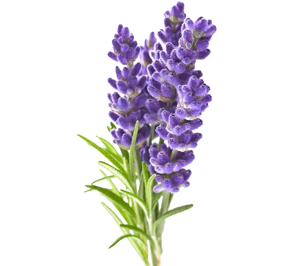 Spike of lavender in bloom