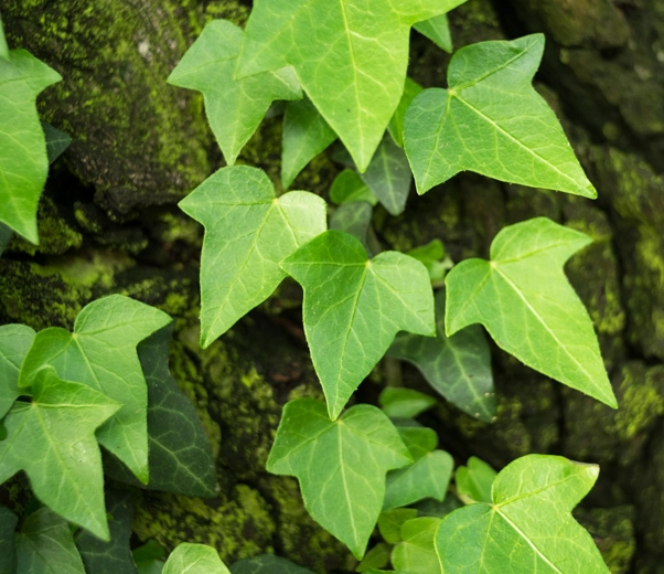 Green ivy