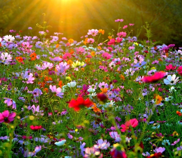 Flowery field