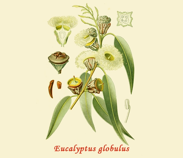Eucalyptus Botany