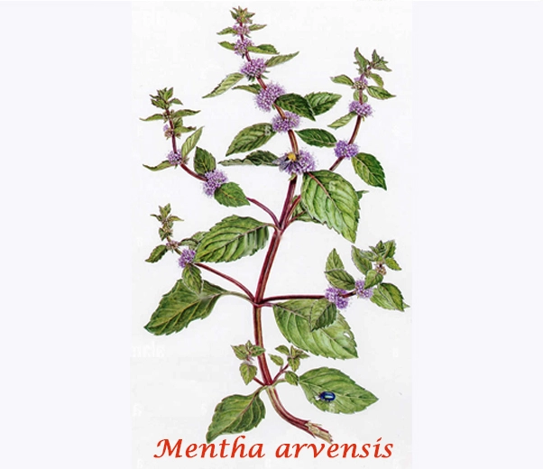 Botany Mentha arvensis
